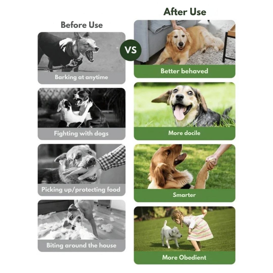 Rechargeable Dog Training Collar with Remote