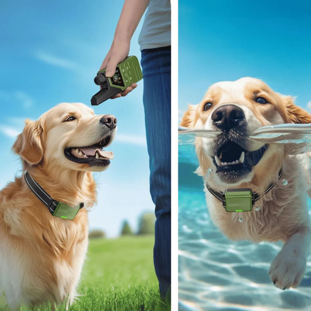 Rechargeable Dog Training Collar with Remote