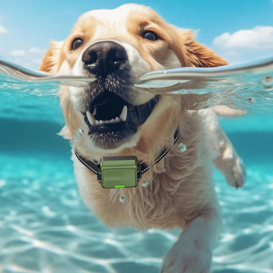Rechargeable Dog Training Collar with Remote